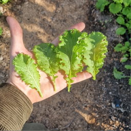 Wasabina Leaves