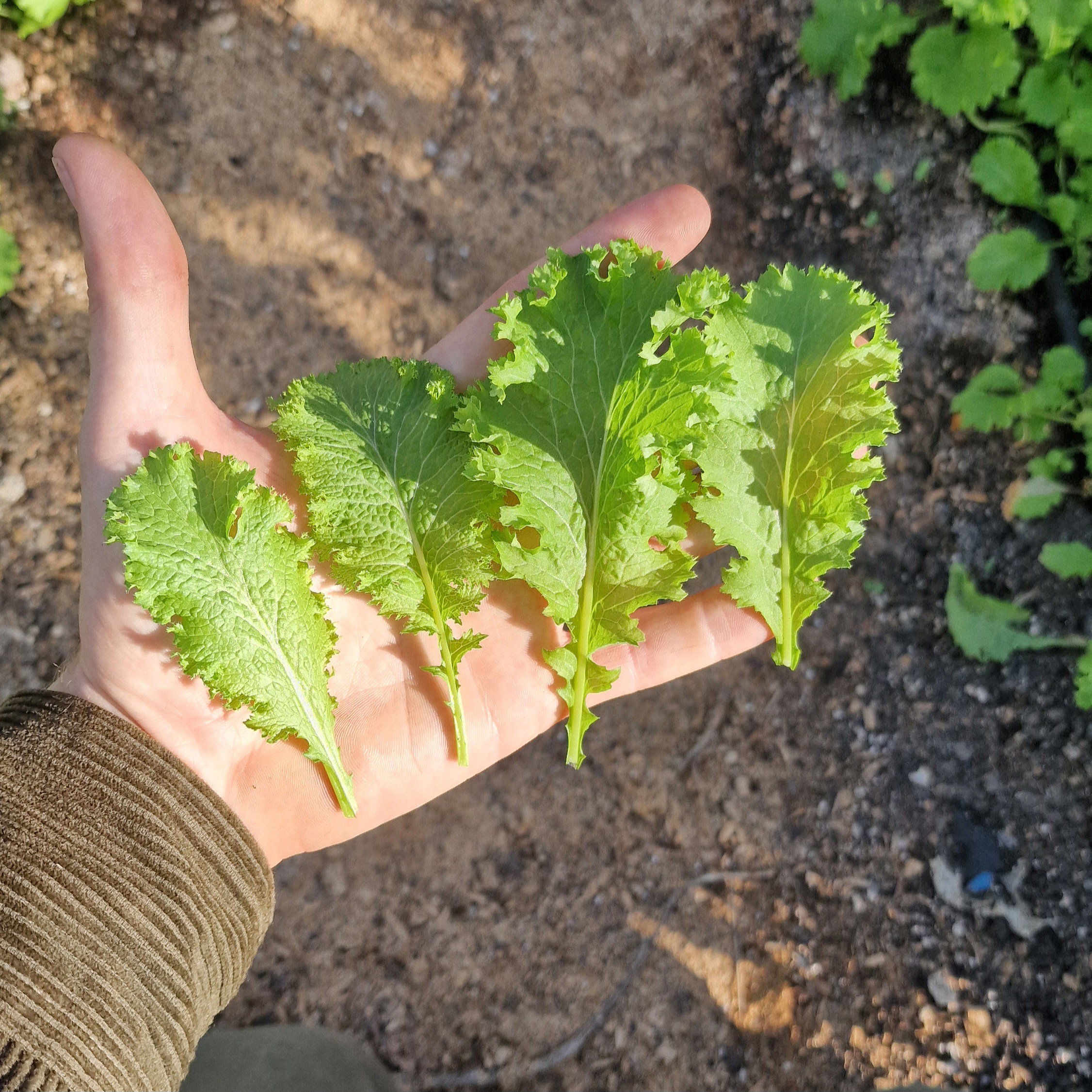 Wasabina Leaves_1