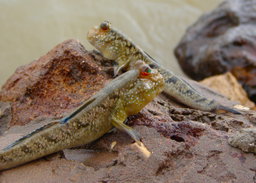 African mudskipper 