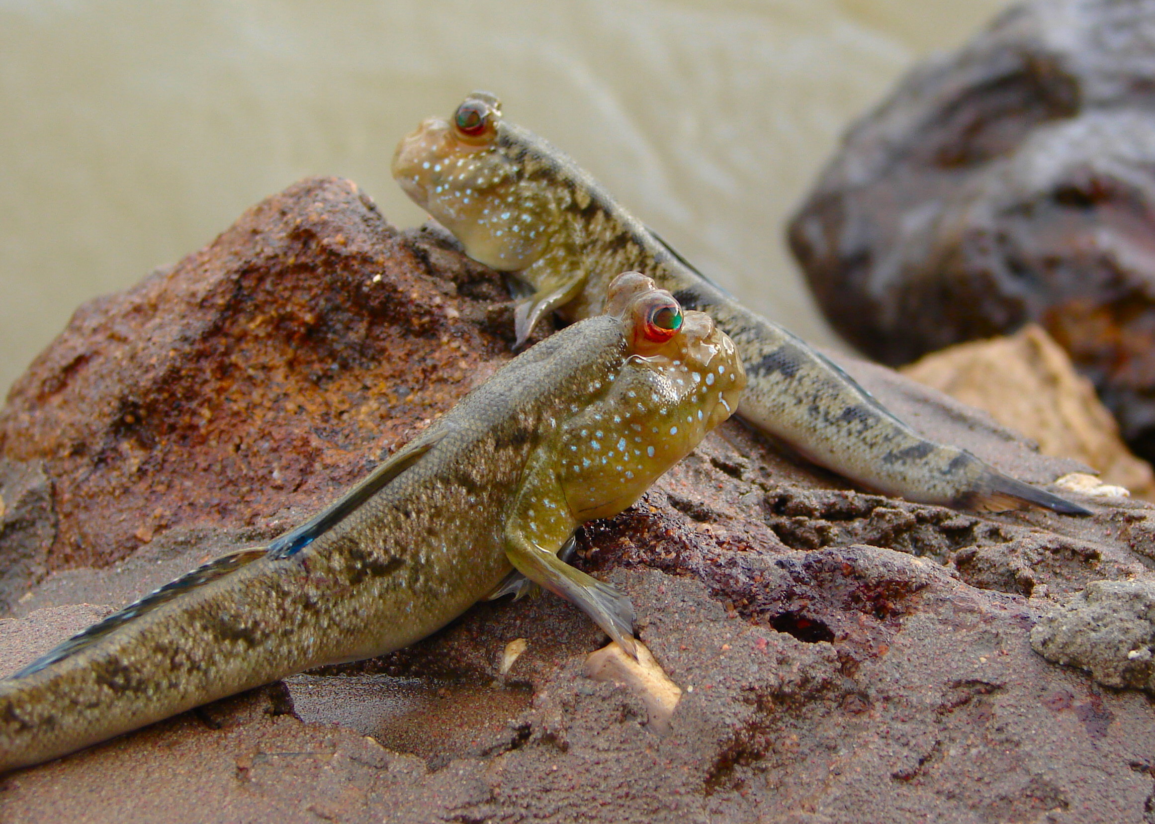 African mudskipper 