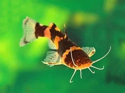 Bumblebee catfish