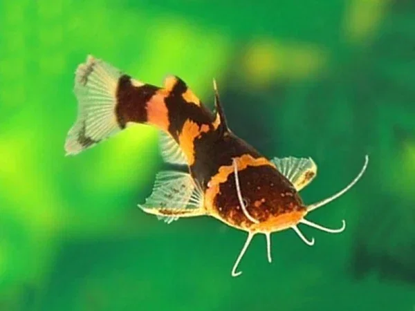 Bumblebee catfish