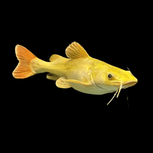 Golden Redtail Catfish