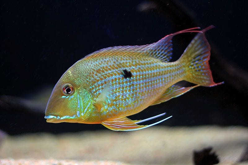 Redstriped Eartheater (Geophagus surinamensis)