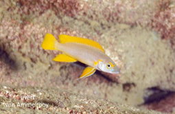 Neolamprologus longior