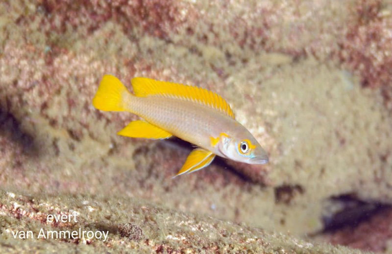 Neolamprologus longior