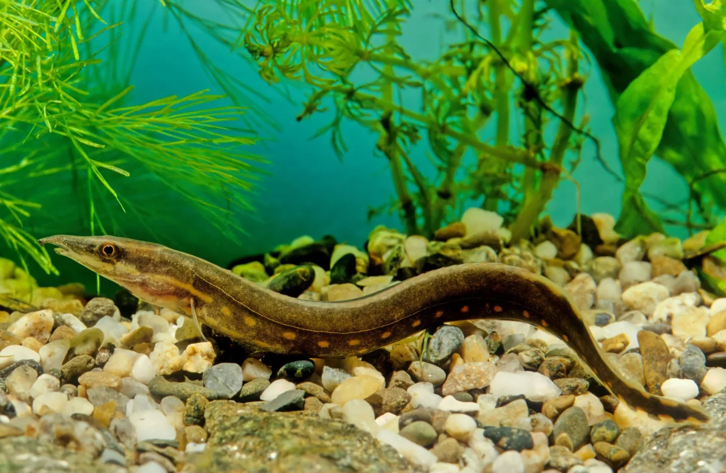 Fire eel (Mastacembelus erythrotaenia)