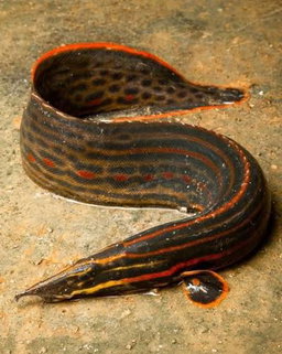 Fire eel (Mastacembelus erythrotaenia)