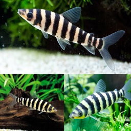 Black-Banded Leporinus (Leporinus fasciatus)