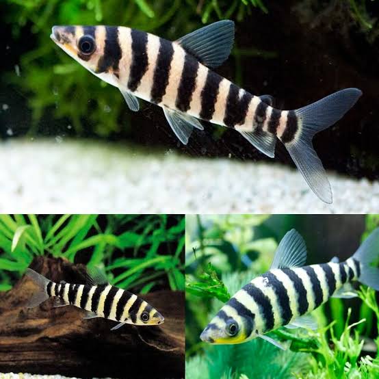 Black-Banded Leporinus (Leporinus fasciatus)