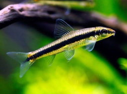 Algae Eater Normal