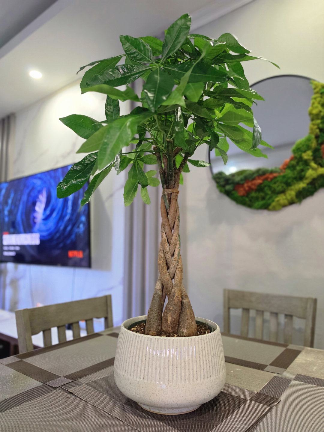 Chinese Money Tree 