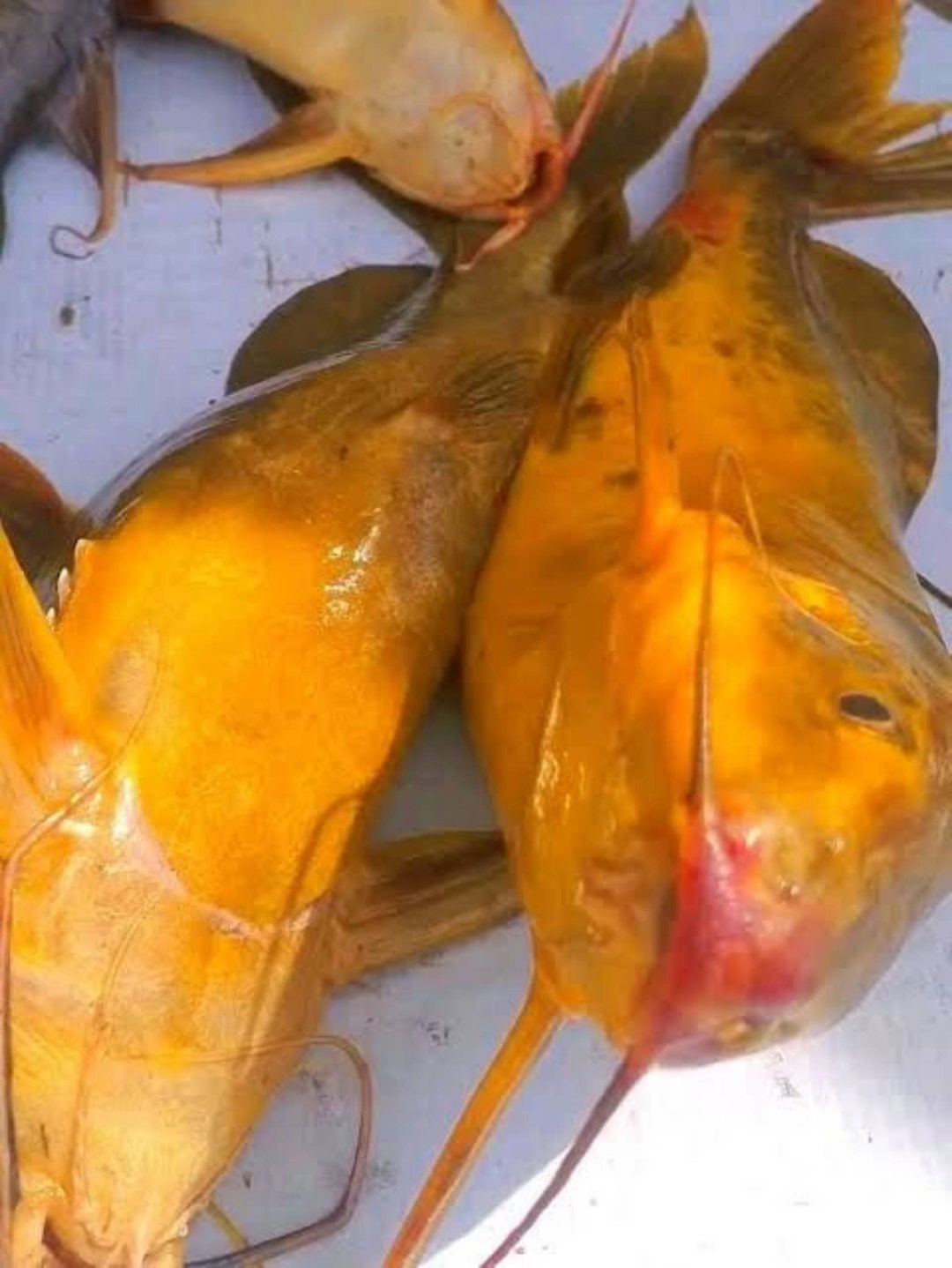 Fresh river Fish