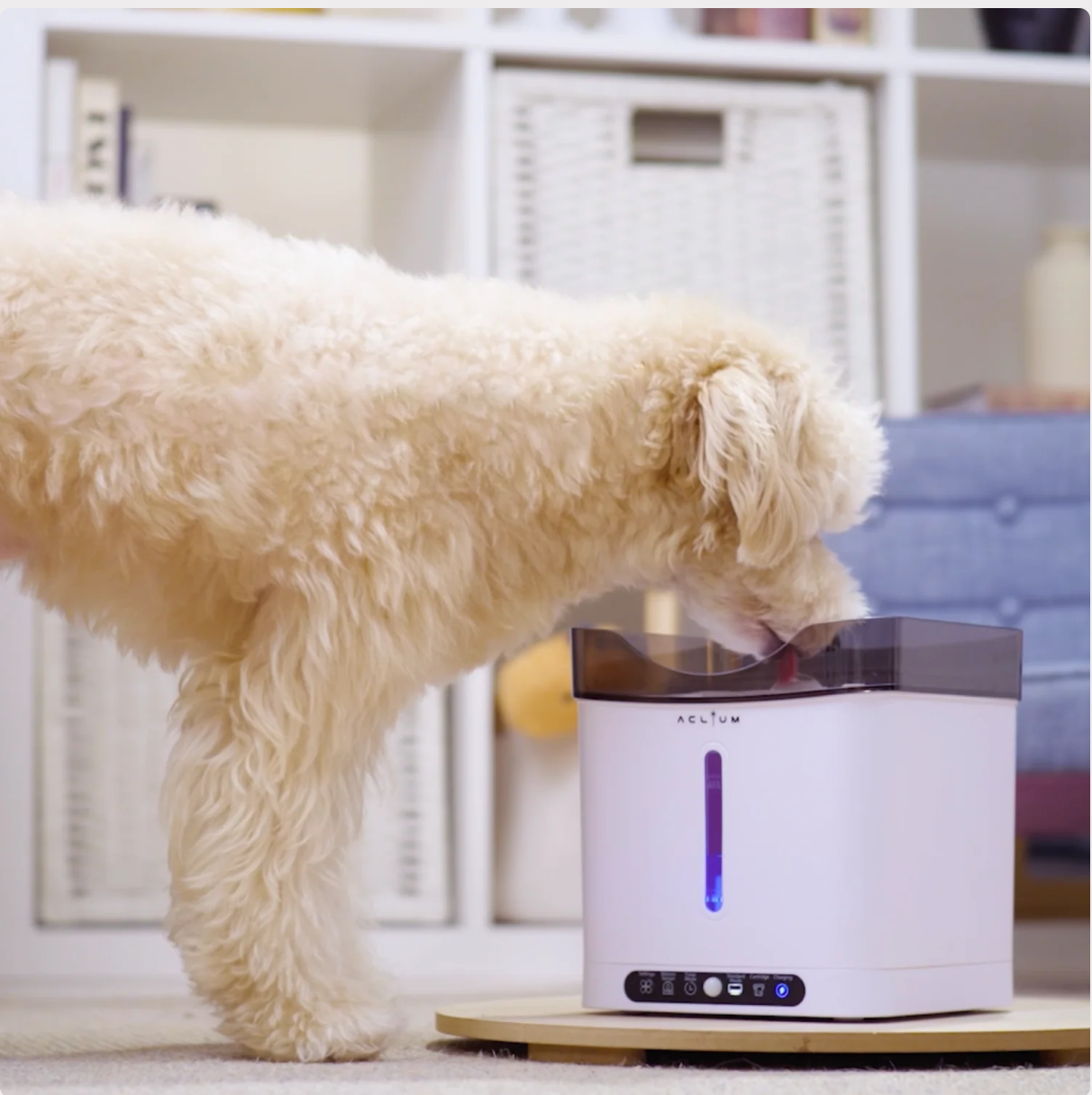 [mPets] Aclium Aclium Cordless Dog Water Fountain [LOCAL SG DELIVERY]_2