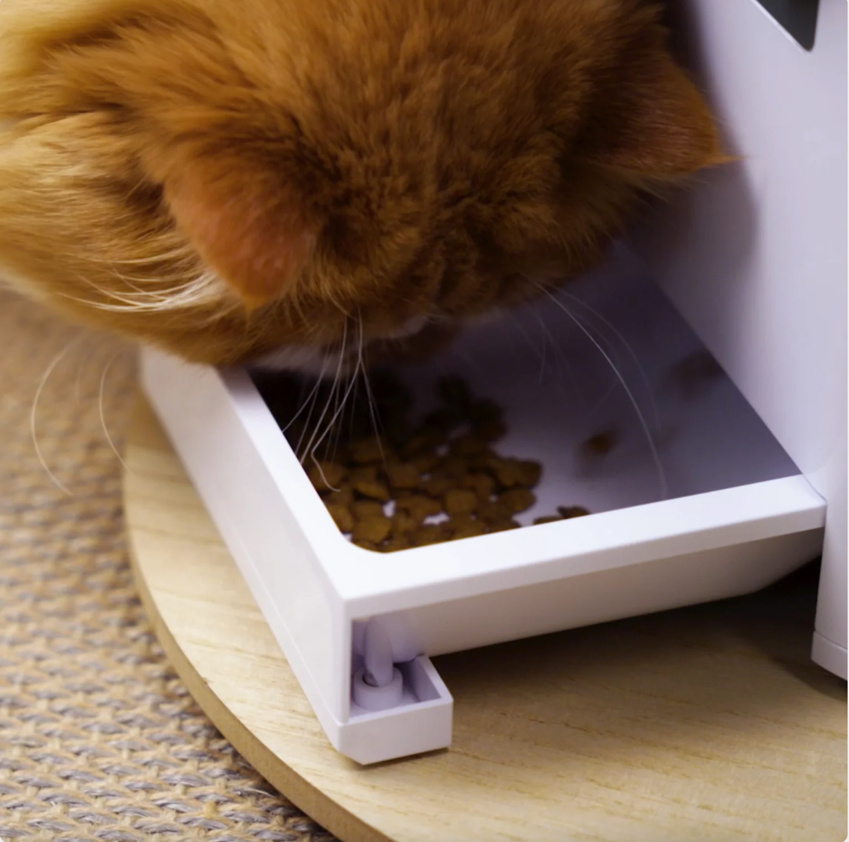 [mPets] Aclium Aclium Automatic Airtight Pet Feeder [LOCAL SG DELIVERY]_2