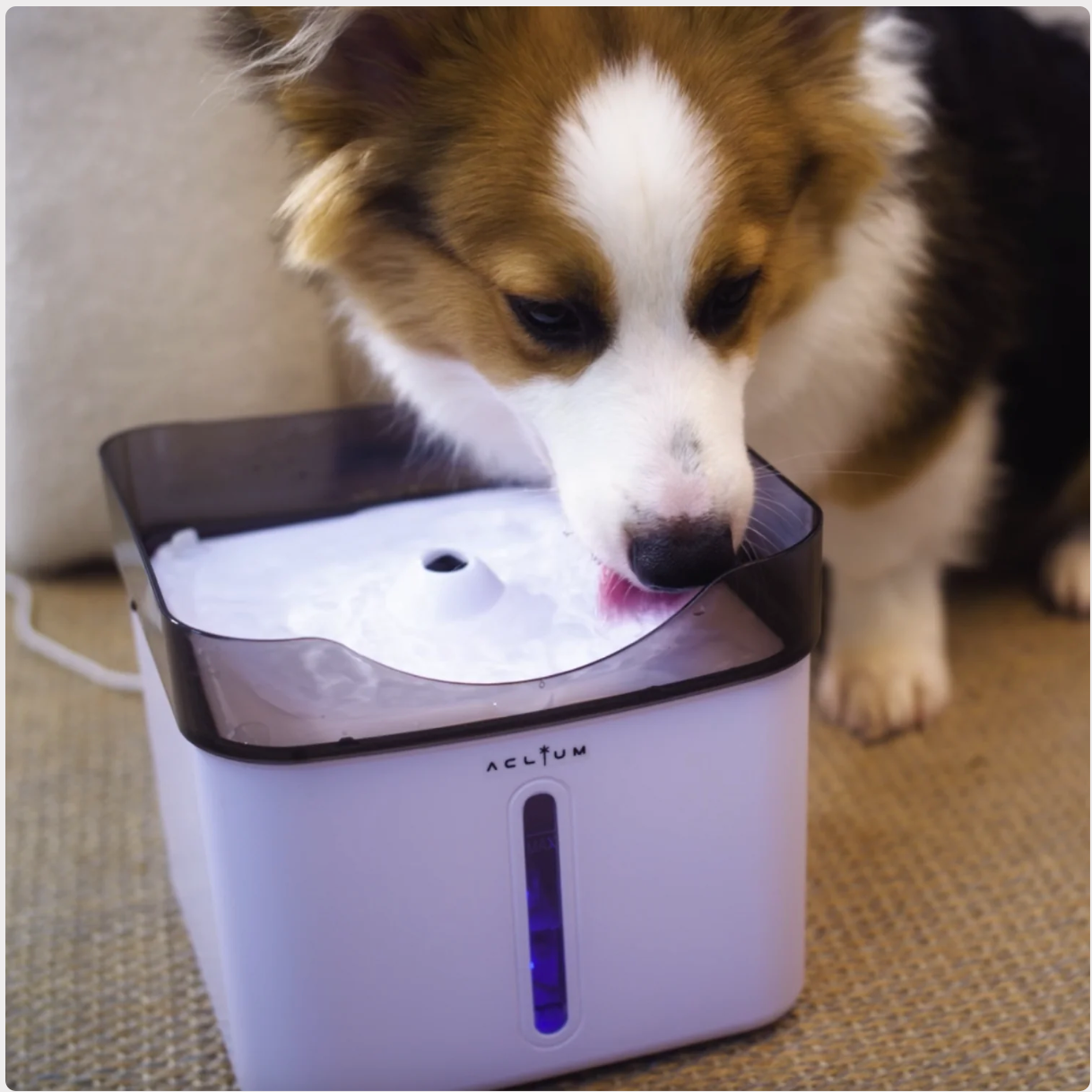 [mPets] Aclium Dog Water Fountain [LOCAL SG DELIVERY]_2
