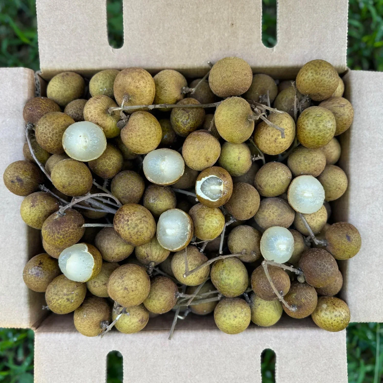 Fresh Longan Fruit X 10pcs_0