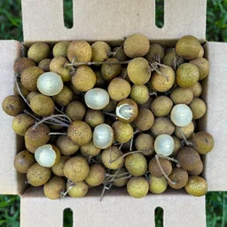 Fresh Longan Fruit X 10pcs