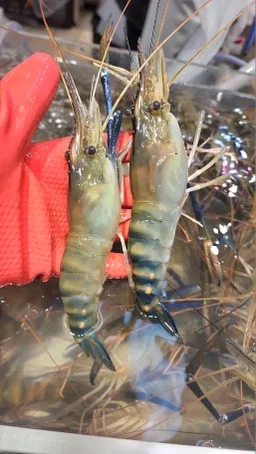 🐟百搭套餐🐟