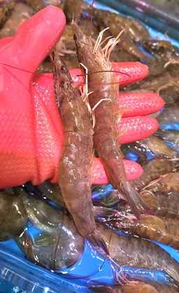 🐟百搭套餐🐟