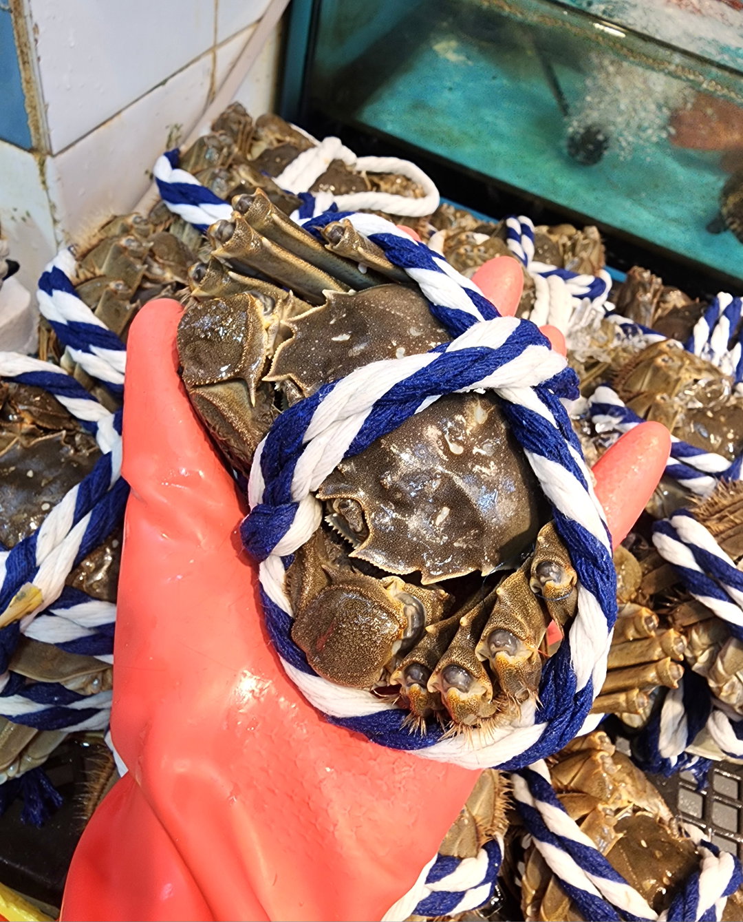 🦀 自家品嚐·精選大閘蟹 ྀིྀི (7兩ⓘ公)（隻）