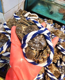 🦀 自家品嚐·精選大閘蟹 ྀིྀི (7兩ⓘ公)（隻）