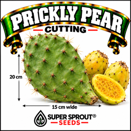 Prickly Pear cutting x 1 