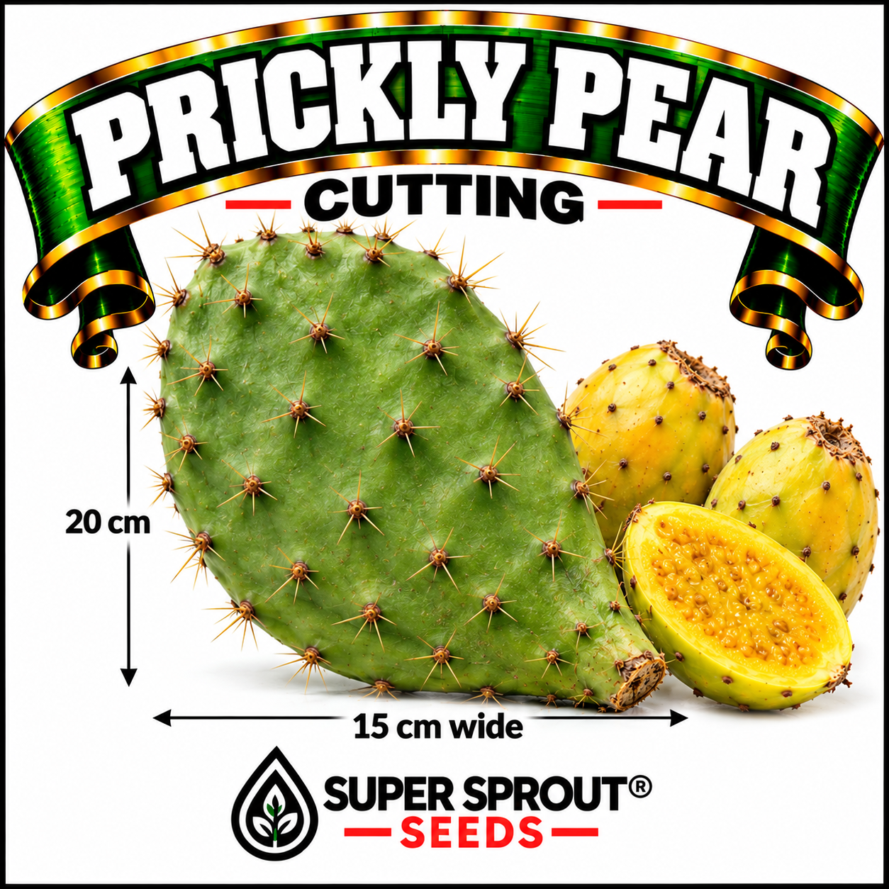 Prickly Pear cutting x 1 