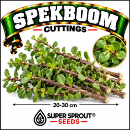 Spekboom 20-30cm cuttings x 10