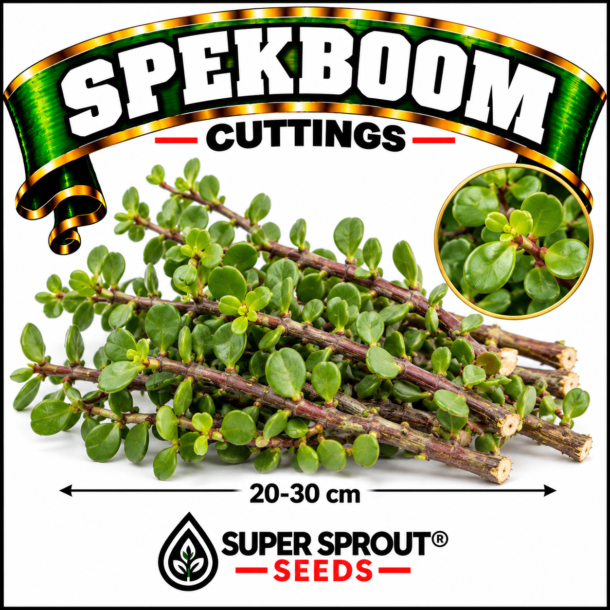 Spekboom 20-30cm cuttings x 10
