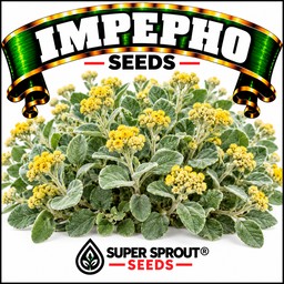 Impepho (Helichrysum petiolare) x 50+ seeds