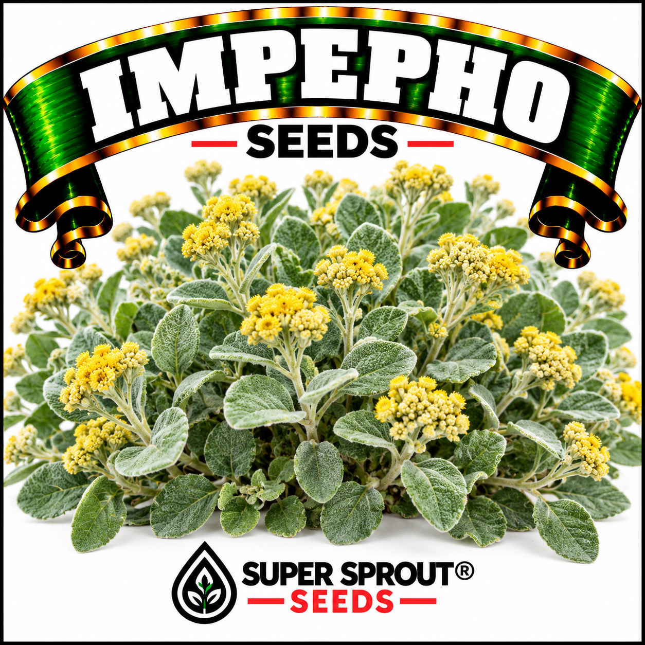 Impepho (Helichrysum petiolare) x 50+ seeds