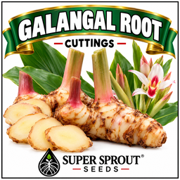 GALANGAL ROOT x 1 root