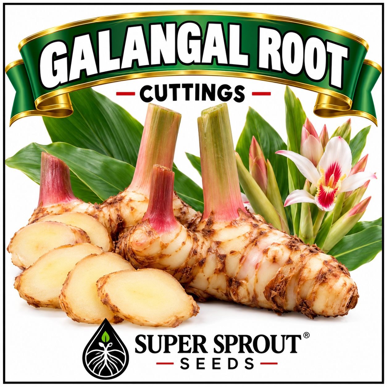 GALANGAL ROOT x 1 root