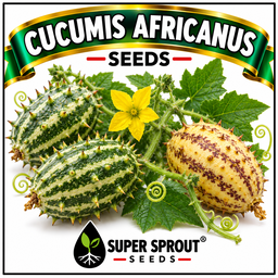  CUCUMIS AFRICANUS x 10 seeds