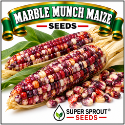 🌽MARBLE MUNCH MAIZE🌽 x 25 seeds