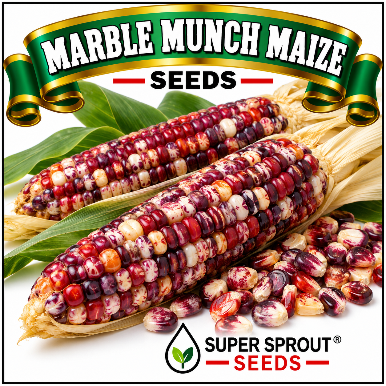 🌽MARBLE MUNCH MAIZE🌽 x 25 seeds