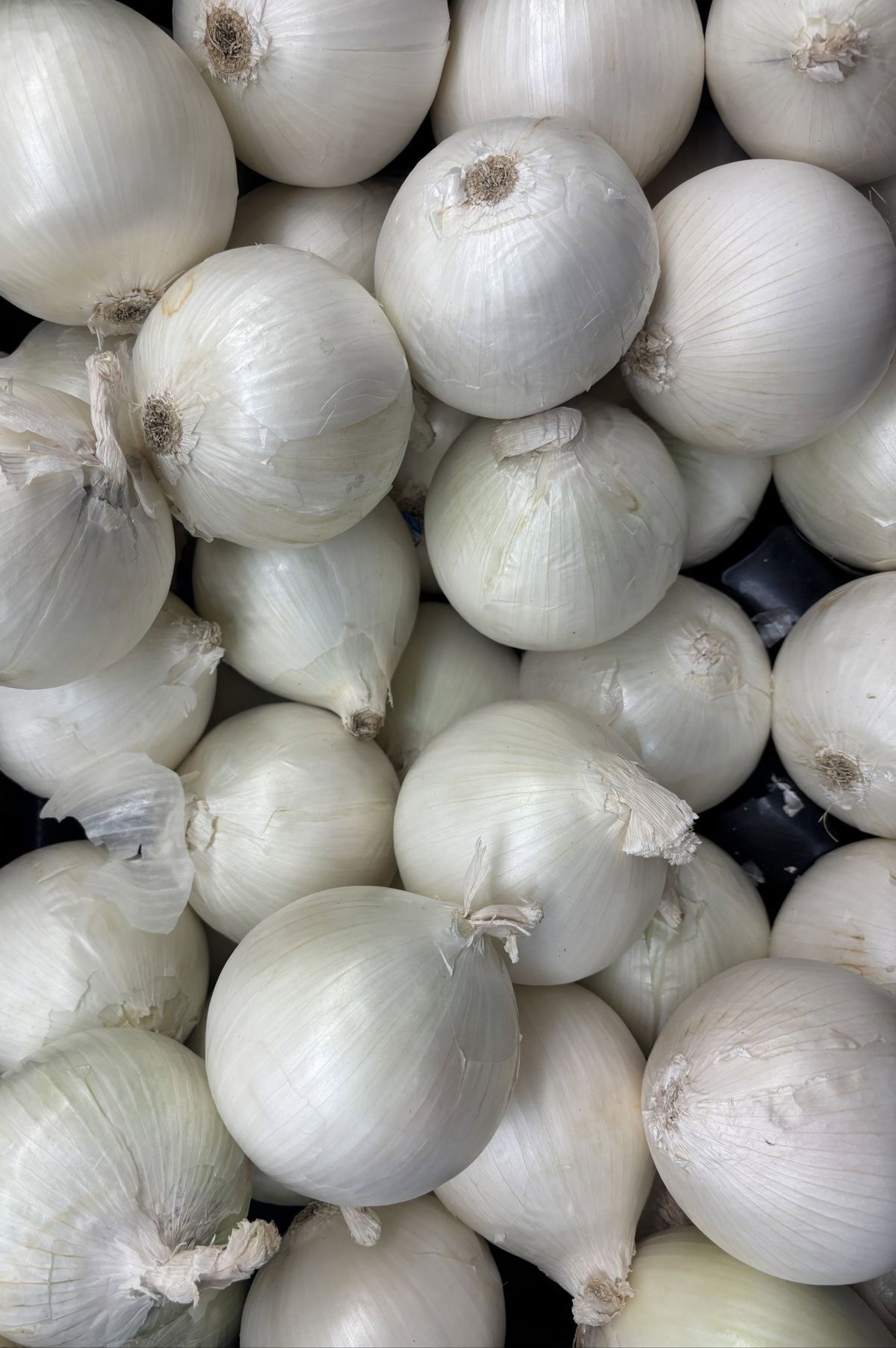 Cebolla Blanca KG