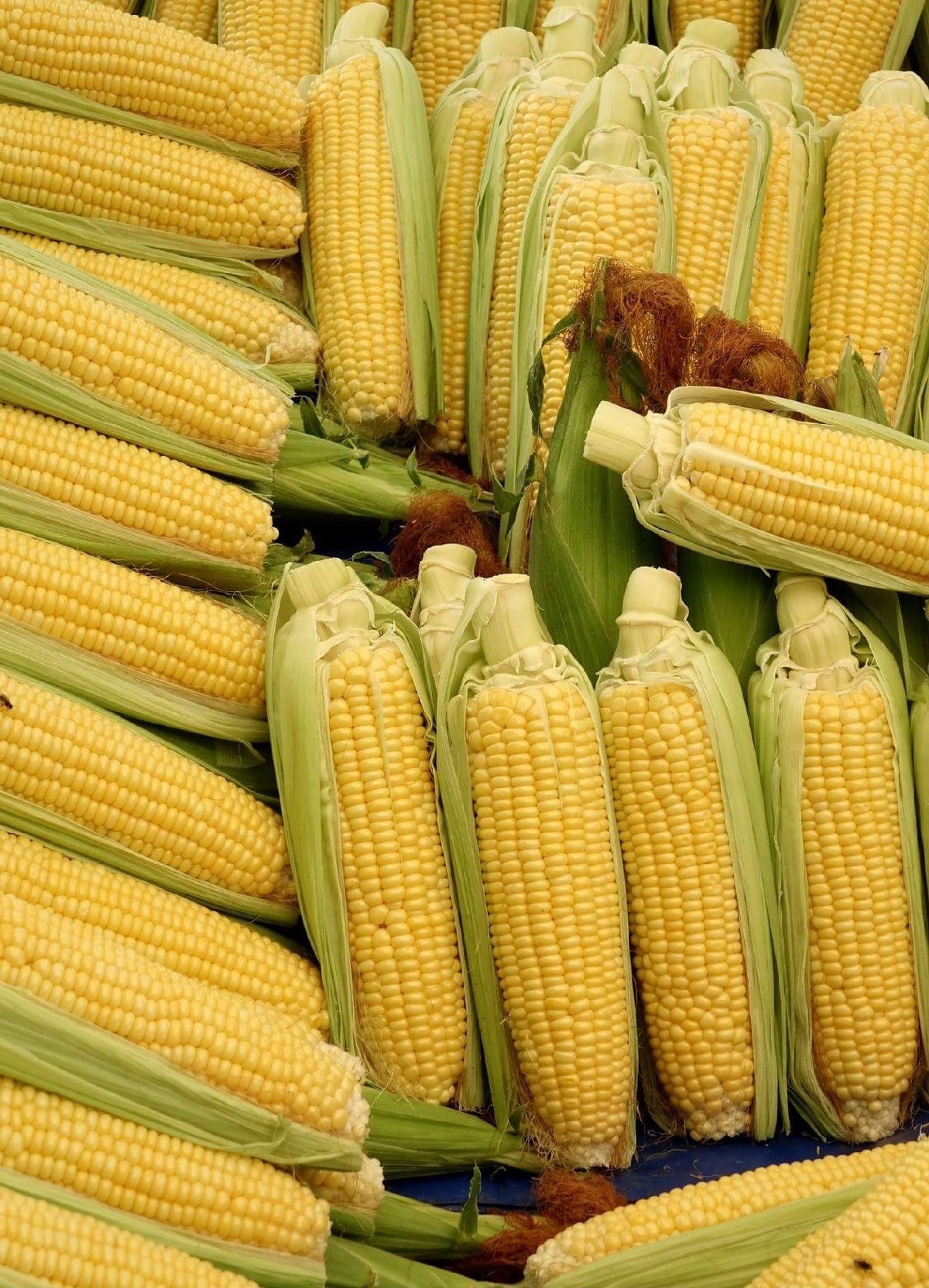 Elote Unidad