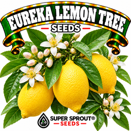 🍋EUREKA LEMON TREE🍋  x 6 seeds