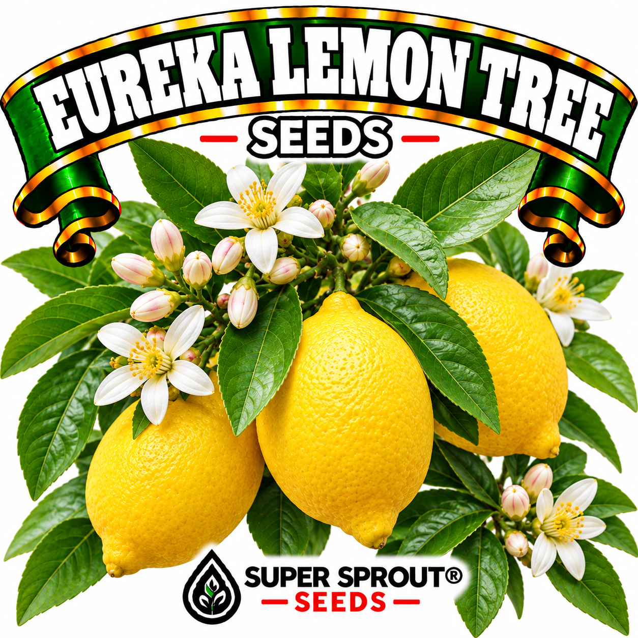 🍋EUREKA LEMON TREE🍋 x 6 seeds