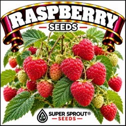 🍒RASPBERRY 🍒 x 15 seeds