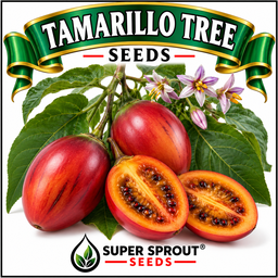 TAMARILLO TREE TOMATO x 10+ seeds