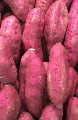 Camote KG
