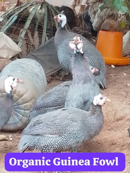 Organic Guinea Fowl