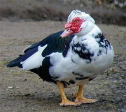 Local Ducks - Muscovy