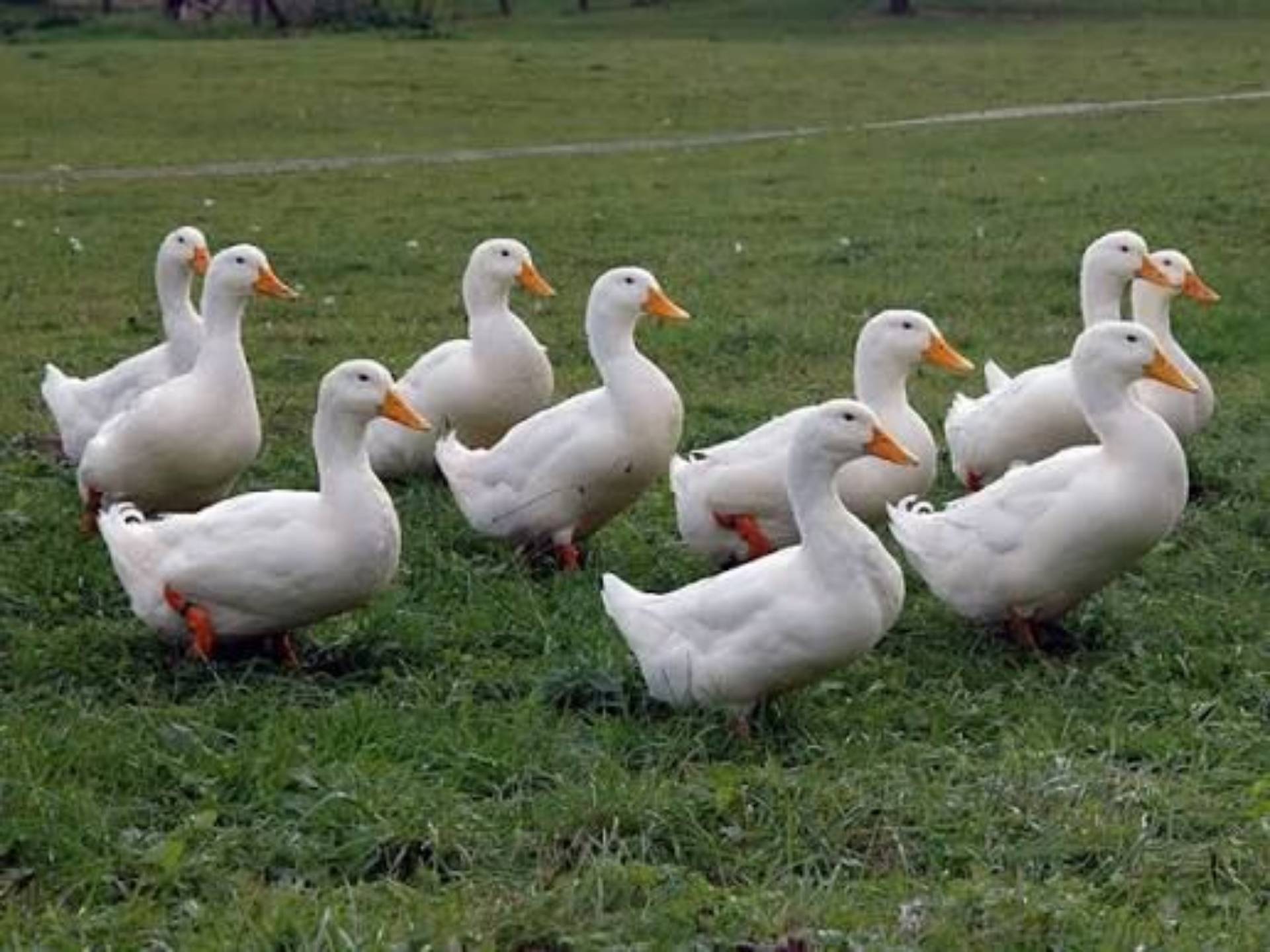 American Pekin Duck