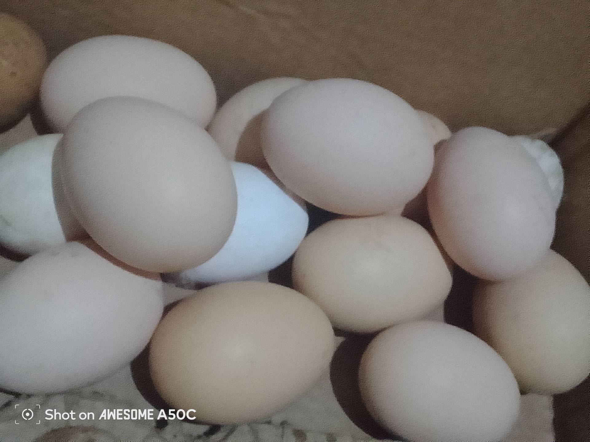 Local Chicken eggs