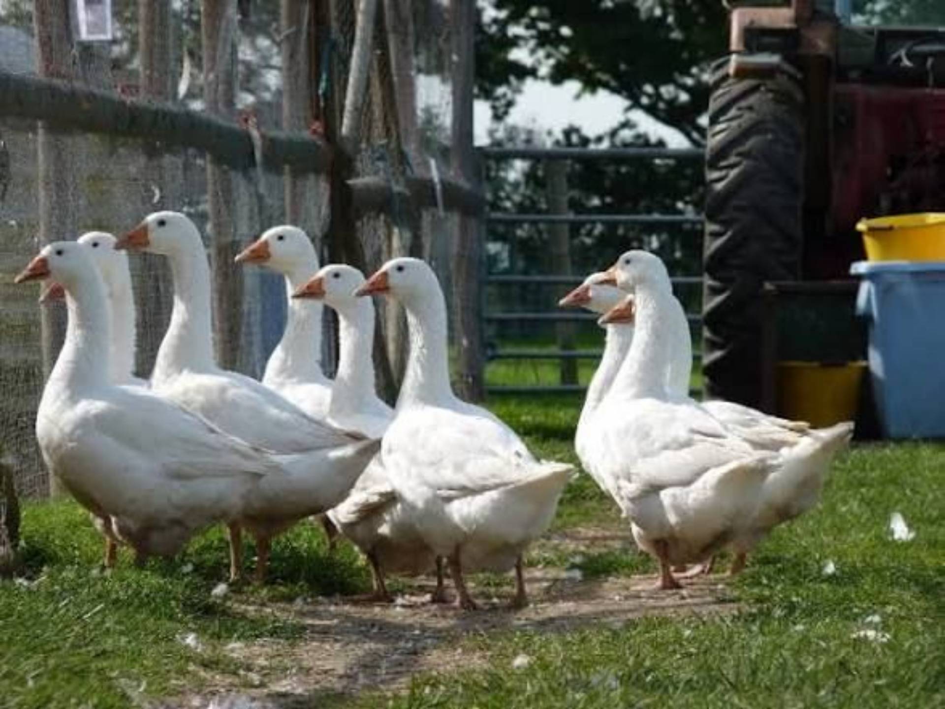 Geese/ Goose