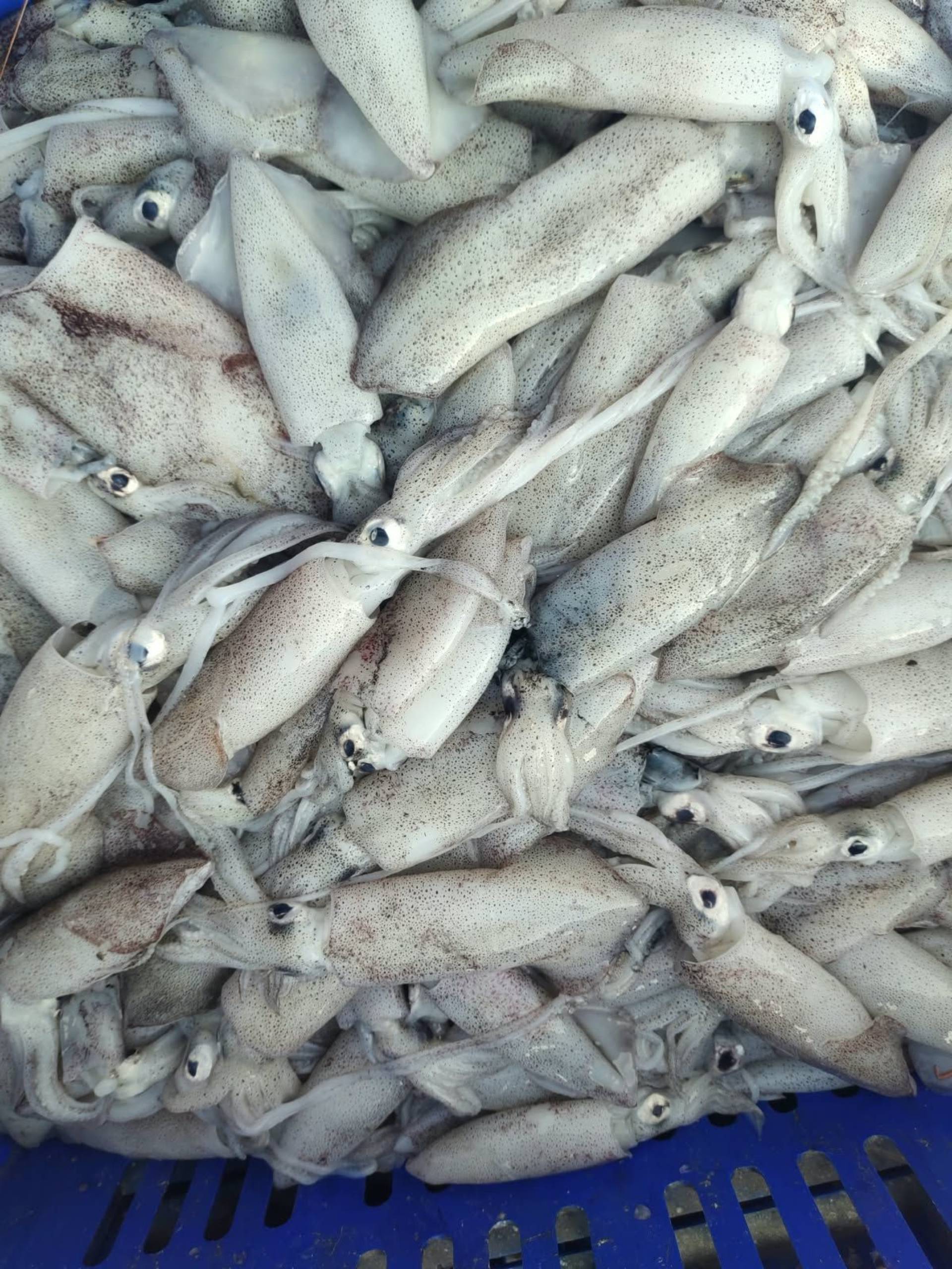 Squid